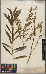Foto von Salix purpurea L.